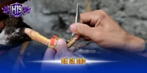 Đá gà dao