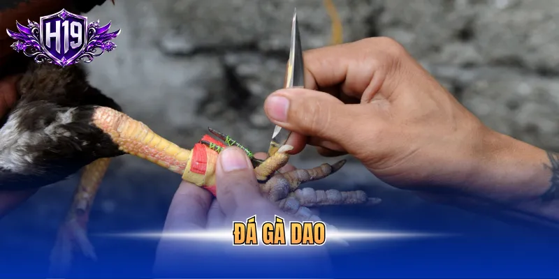Đá gà dao